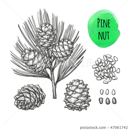 Ink sketch of pine nut. 47061742