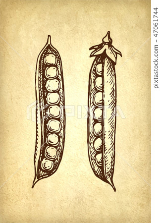 Ink sketch of pea. 47061744