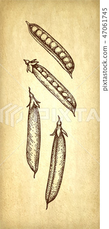 Ink sketch of pea. 47061745