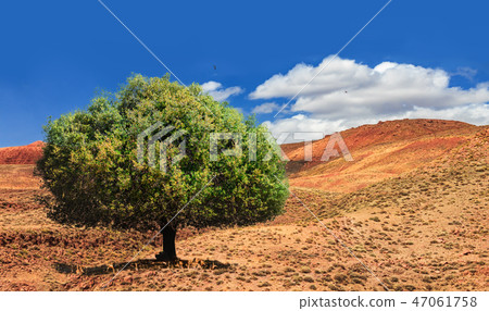 Lonely green argan tree in the middle of the desolating valley in Morocco. Beautiful Northern Lonely green argan tree in the middle of the desolating valley in Morocco. Beautiful Northern 47061758