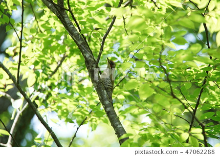 Aogera Aogera 47062288