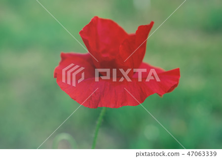 Red spring poppy 47063339