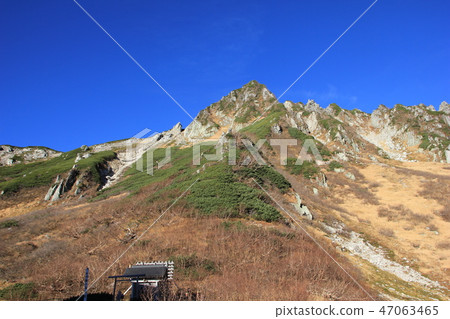 Senjojiki Curl off season 47063465