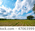 Field and summer clouds 47063999