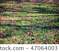 Green grass and fallen leaves 47064003