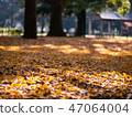 Ginkgo's fallen leaves 47064004