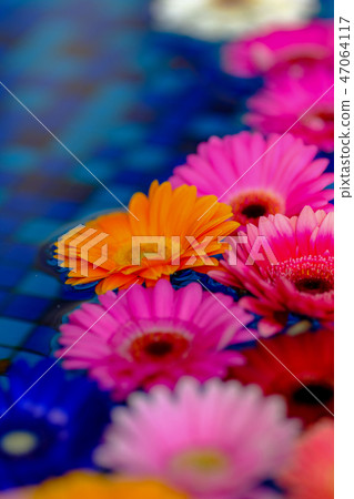 Gerbera Gerbera 47064117
