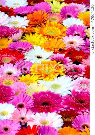 Gerbera 47064120