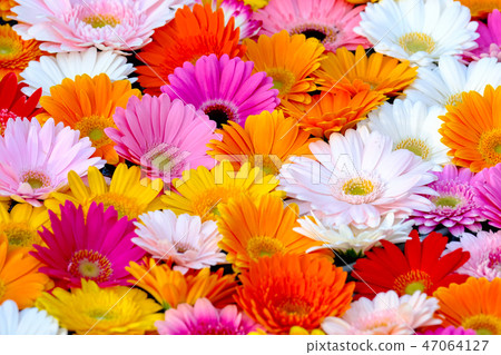 Gerbera Gerbera 47064127