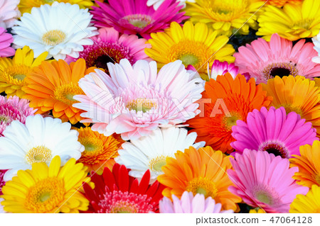 Gerbera Gerbera 47064128