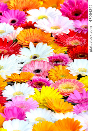 Gerbera Gerbera 47064243