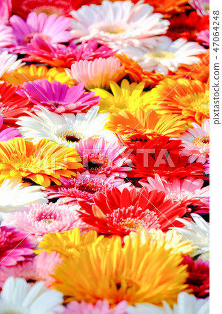 雛菊 雛菊 47064248