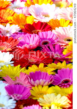 Gerbera Gerbera 47064249