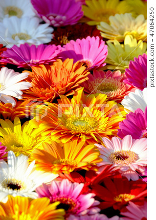 Gerbera 47064250
