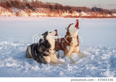 Two siberian husky dogs howls Two siberian husky dogs howls 47064346