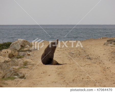 野生海獅 野生海獅 47064470