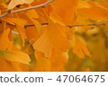 Autumn leaves ginkgo 47064675