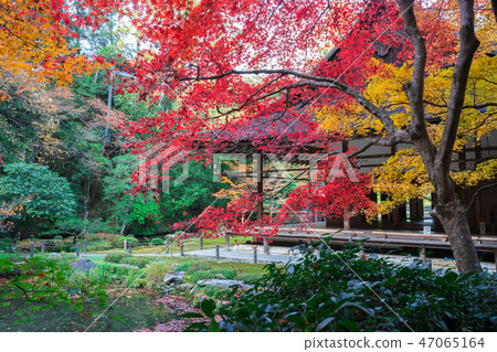 Kyoto Nanzenji Autumn leaves of Nanzenin 47065164