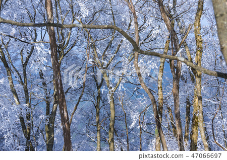 Forest zone of hoarfrost 47066697