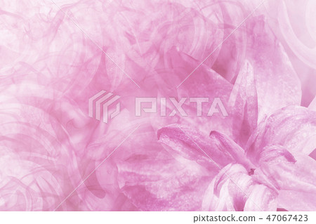Floral abstract pink-white background.Petals Floral abstract pink-white background.Petals 47067423