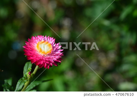 straw flower or everlasting or paper daisy flower straw flower or everlasting or paper daisy flower 47067610