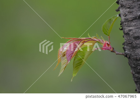 櫻桃樹發芽 47067965