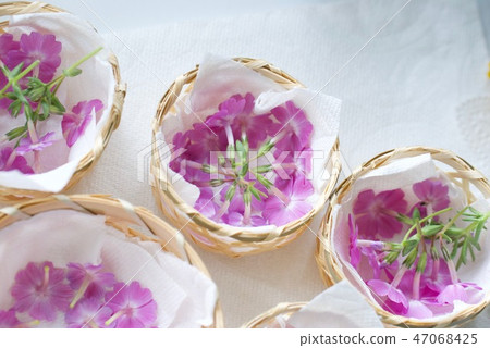 Shibazakura pressed and dried for flowers 47068425