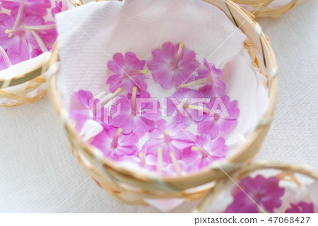 Shibazakura pressed and dried for flowers Shibazakura pressed and dried for flowers 47068427