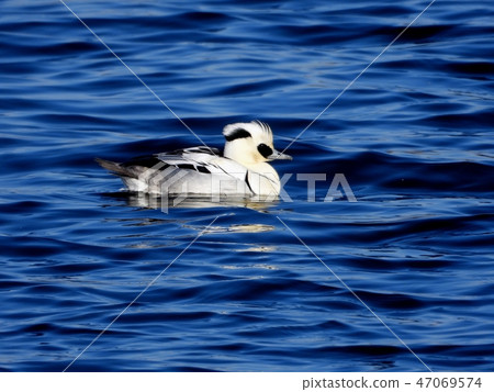 Mikoasa of Onuma, Sendai City 47069574