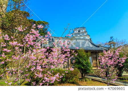 Hirado Castle and Sakura [Hirado City, Nagasaki Prefecture] 47069601