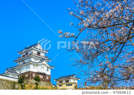 Hirado Castle and Sakura [Hirado City, Nagasaki Prefecture] 47069612