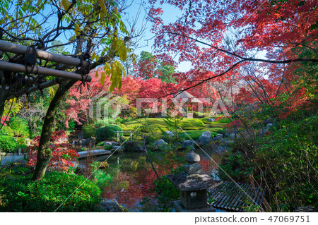 京都Myoushinji寺廟秋葉 47069751
