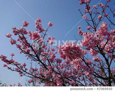 Yaezakura與盛開和藍天 47069930