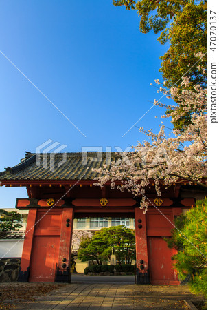 Asahigaoka Park Akamon和Sakura Morning風景[佐賀縣鹿島市] 47070137