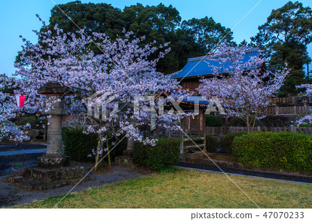 Dawn of Asahigaoka Park and cherry blossoms morning scenery [Kashima City, Saga Prefecture] 47070233