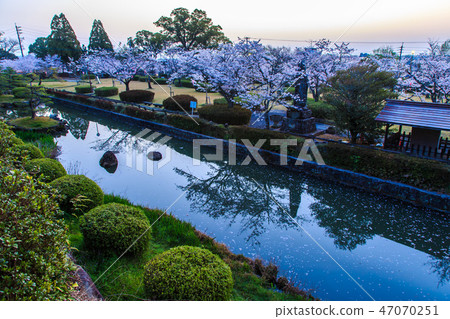 Dawn of Asahigaoka Park and cherry blossoms morning scenery [Kashima City, Saga Prefecture] 47070251