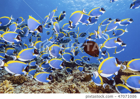 一群粉藍色向日葵魚 一群粉藍色向日葵魚 47071086