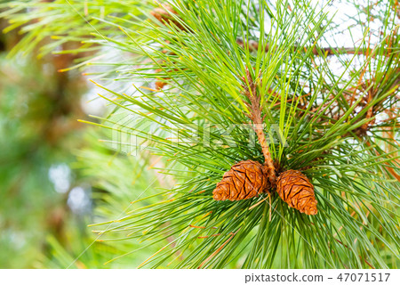 Pine tree and pine cone - close up 47071517