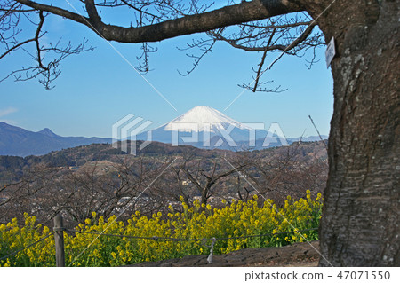 富士山和Nanohana（二宮町Atsumayama公園） 47071550