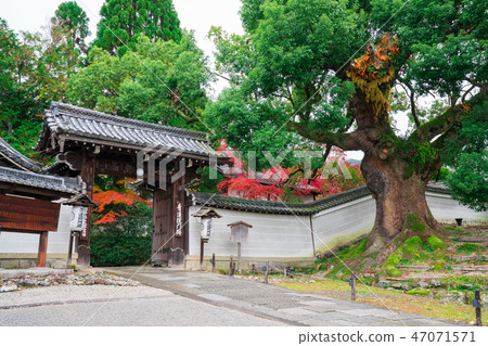 Kyoto Ousenoski and autumn leaves in the Seirenin Mon trace Kyoto Ousenoski and autumn leaves in the Seirenin Mon trace 47071571