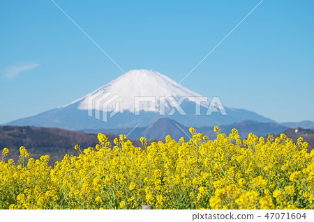 富士山和Nanohana(二宮町Atsumayama公園) 富士山和Nanohana(二宮町Atsumayama公園) 47071604
