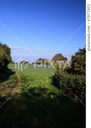 Cabbage field 47071953