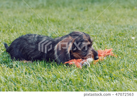 cute female of brown dachshund 47072563