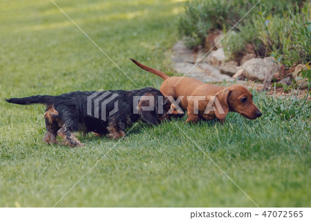 cute female of brown dachshund 47072565