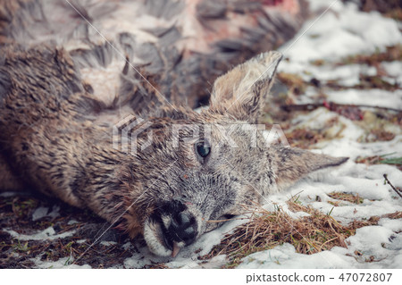 Doe killed in the forest Doe killed in the forest 47072807