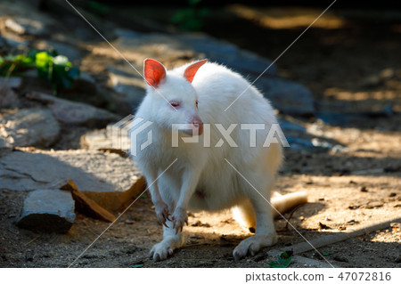 Red-necked Wallaby albino 47072816