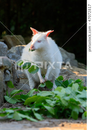 Red-necked Wallaby albino 47072817