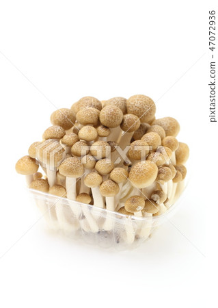 山毛櫸目次 47072936