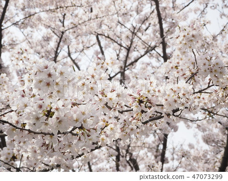Cherry Blossoms Cherry Blossoms 47073299