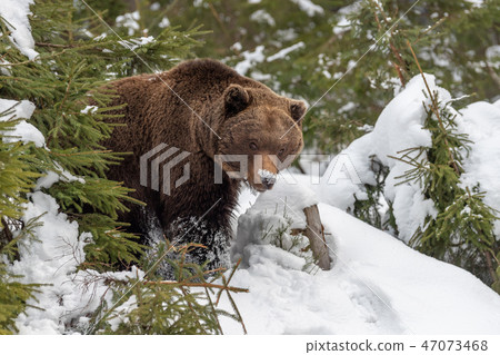 Big brown bear in winter forest Big brown bear in winter forest 47073468